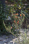 Scarlet calamint